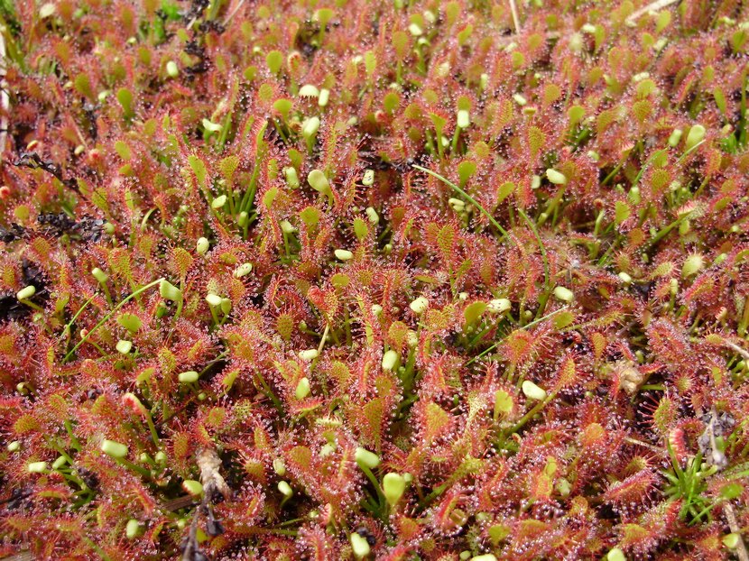 Zootoca vivipara: chiedo conferma